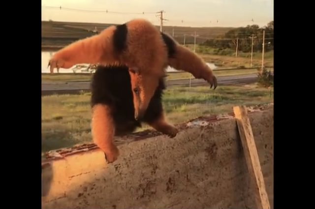 Anteater Ready to Rumble [VIDEO]