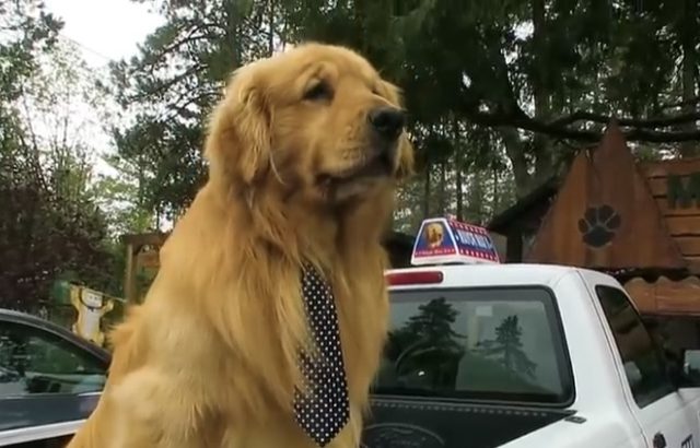 Dog Runs for Mayor. Wins.