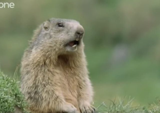 ‘Alan!.. Alan!.. Steve!’ BBC Clip Still Makes Us Laugh!