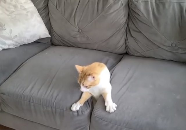 Couch Gives Birth to a Cat