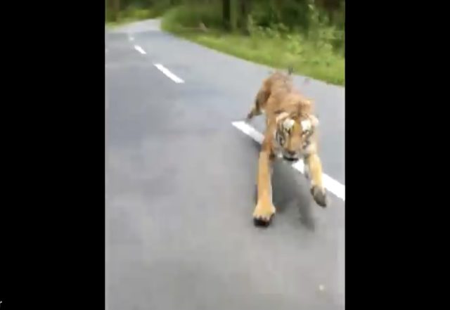 Guy on Motorcycle Chased by Tiger