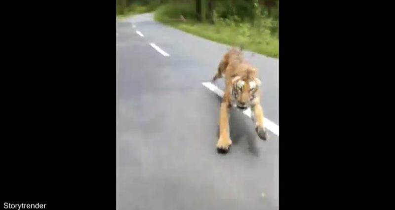 Guy on Motorcycle Chased by Tiger - The Loftus Party