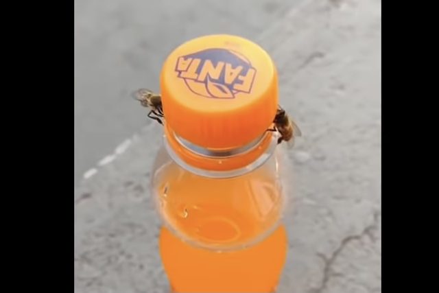 Are Bees Getting Smarter?