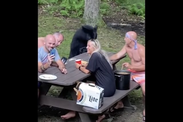 Maybe Don’t Invite the Bear to the Picnic…