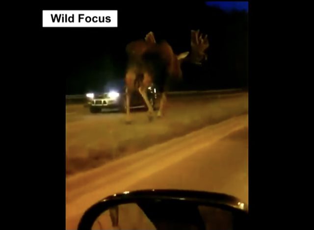 Giant Animals Caught on Camera–Insane!