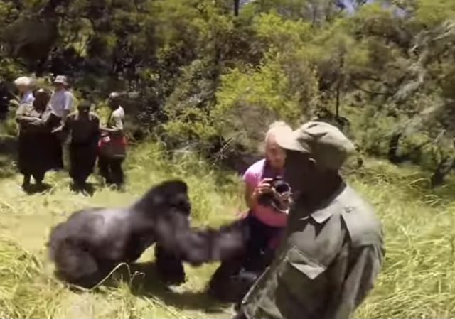 Gorilla Doesn’t Like Photographer at All