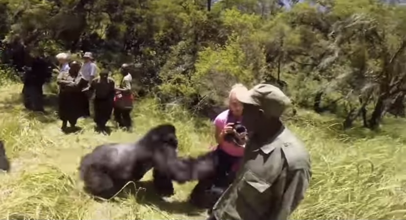 Gorilla Doesn’t Like Photographer at All