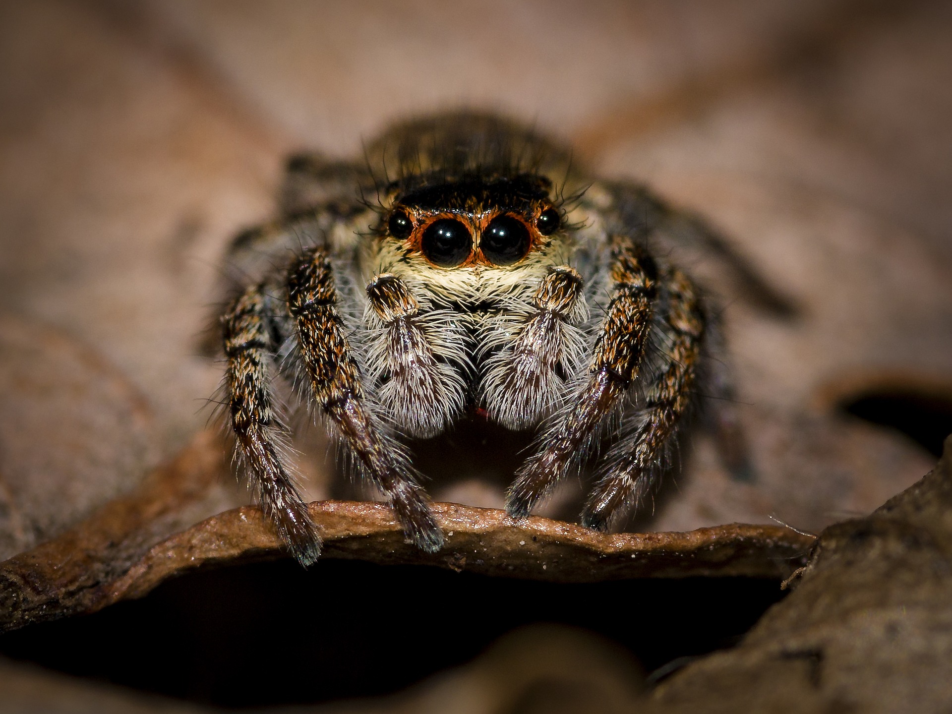 Australian Dude Bitten by Spider on Penis…Again!