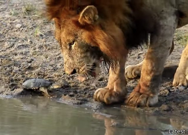 Turtle Scares Lion