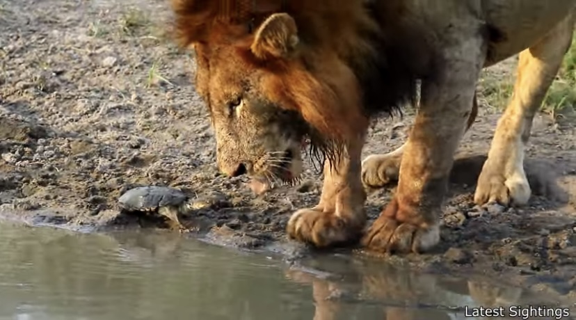Turtle Scares Lion
