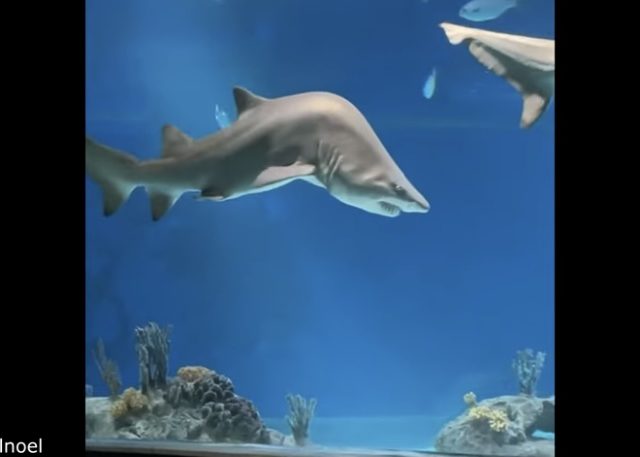 Humpback Shark & Hero Cops!