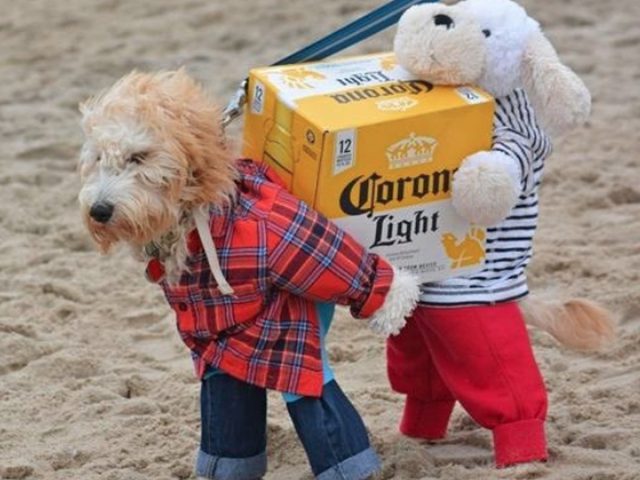 The Best…and Worst Dog Costumes from Halloween