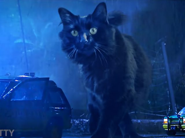‘Jurassic Park’…but with a Cat