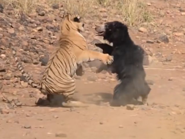 Animals Messing with the Wrong Animals