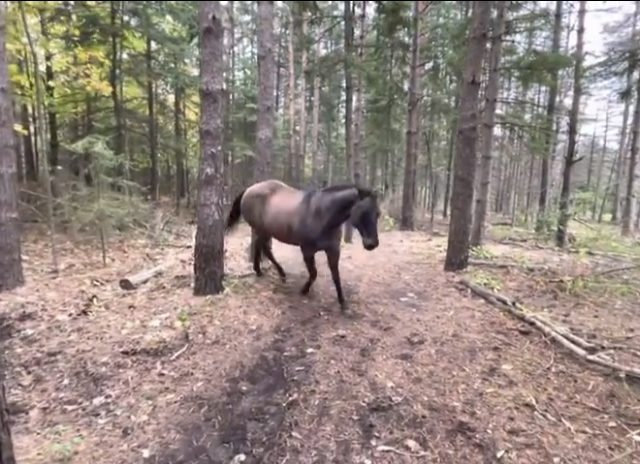 Horse Kicks Tree, Farts On Dog Then Runs Away. Enjoy!
