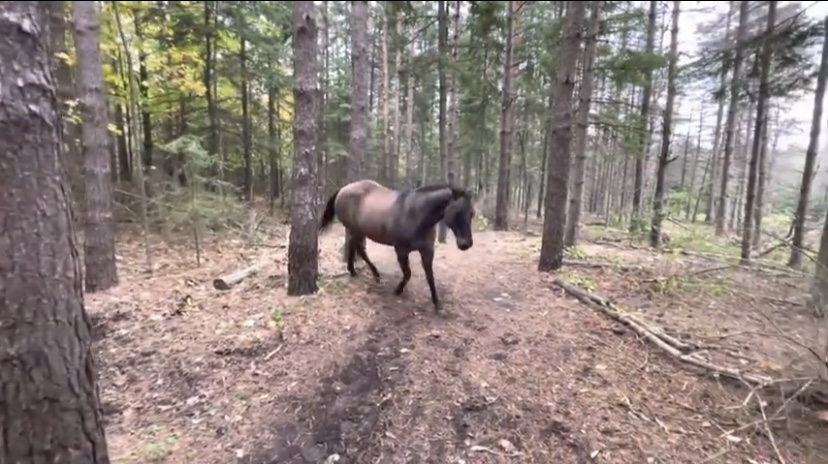 Horse Kicks Tree, Farts On Dog Then Runs Away. Enjoy!