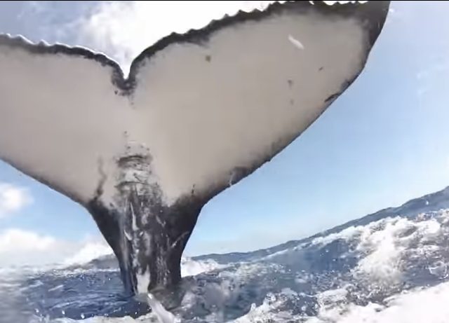 That Feeling When a Whale Tries to Slap You (Video)