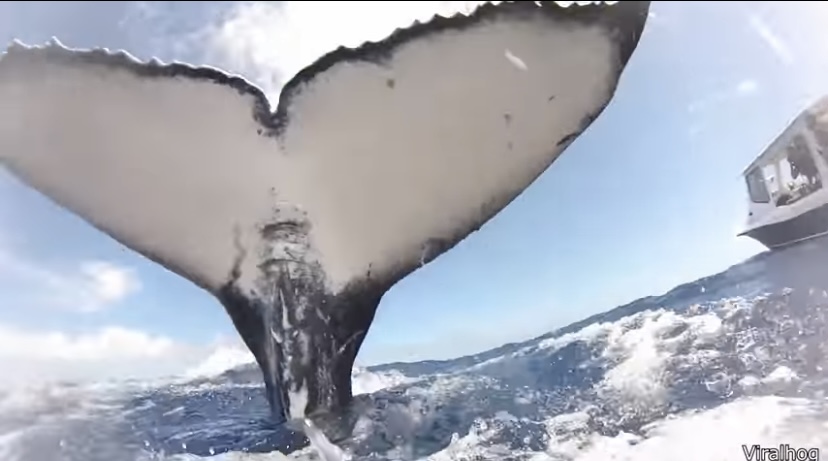 That Feeling When a Whale Tries to Slap You (Video)