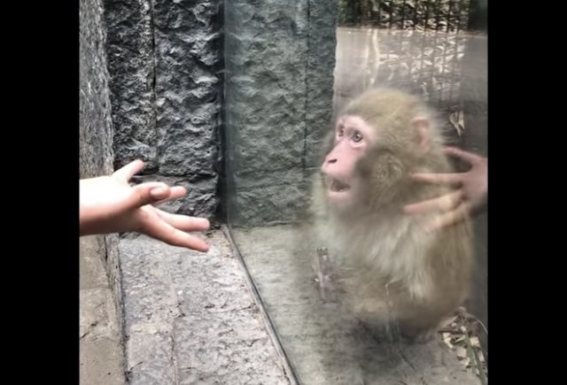 Monkey Has Hilarious Reaction to Magic Trick
