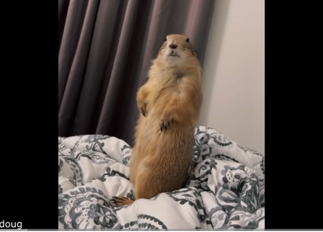 Annoyed Prairie Dog (Maybe My Favorite Headline So Far)