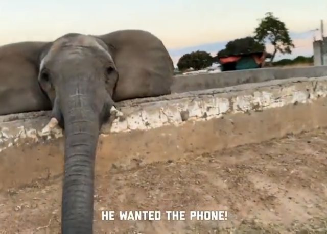 Wild Animals Reminding People They Are Wild