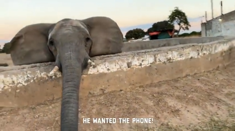 Wild Animals Reminding People They Are Wild