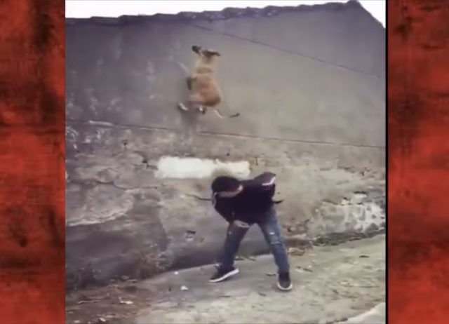 Belgian Malinois – The Most Insane Dog in the World!