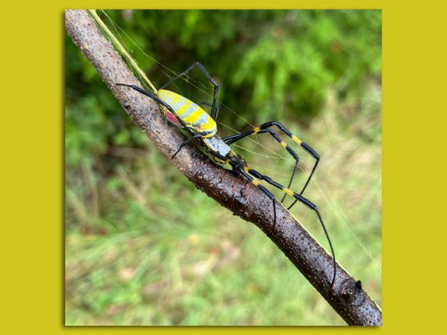 Ready for Giant Spiders Falling from The Skies? They’re Coming.