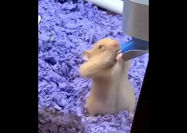 Pretty Sure This Hamster Has Done This Before.