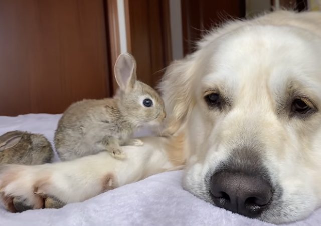 You can’t handle the Cute! Baby Bunnies Think Dog is their Mother.