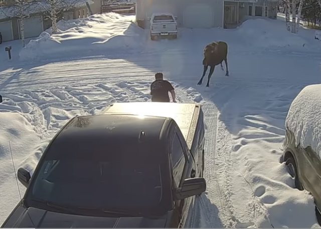 Who is ever ready for the Surprise Moose? (Video)