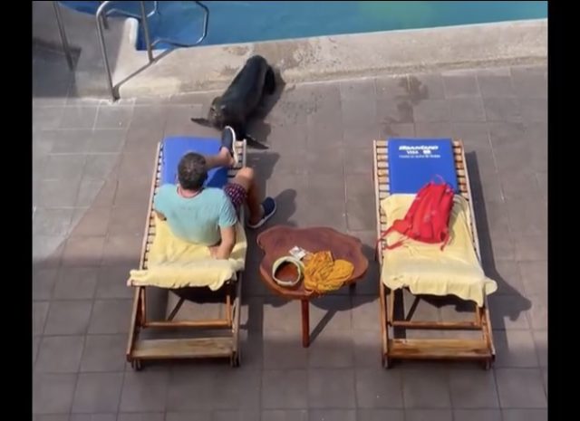 Sea Lion just steals beach chair from some dude.