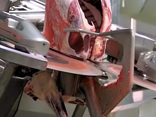 These Food Industry Machines will blow your mind. (Video)