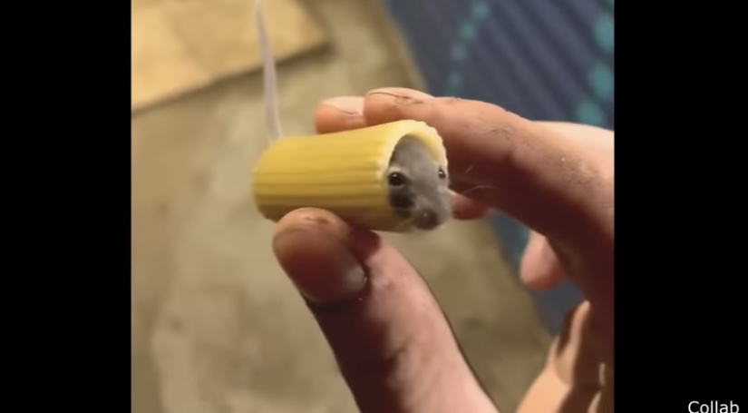 Waiter, there’s a mouse in my pasta.
