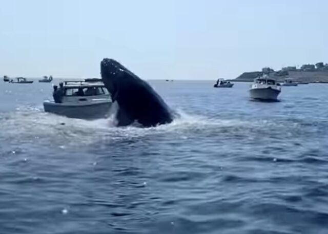 Whale jumps on boat.