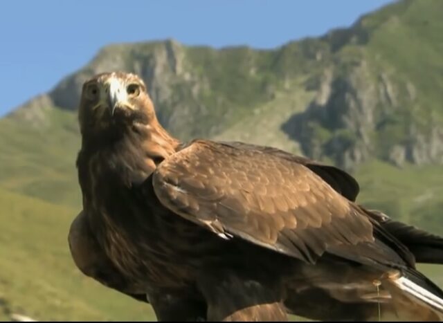 Wind turbines are killing thousands of Golden Eagles & ‘Green’ energy people don’t seem to care