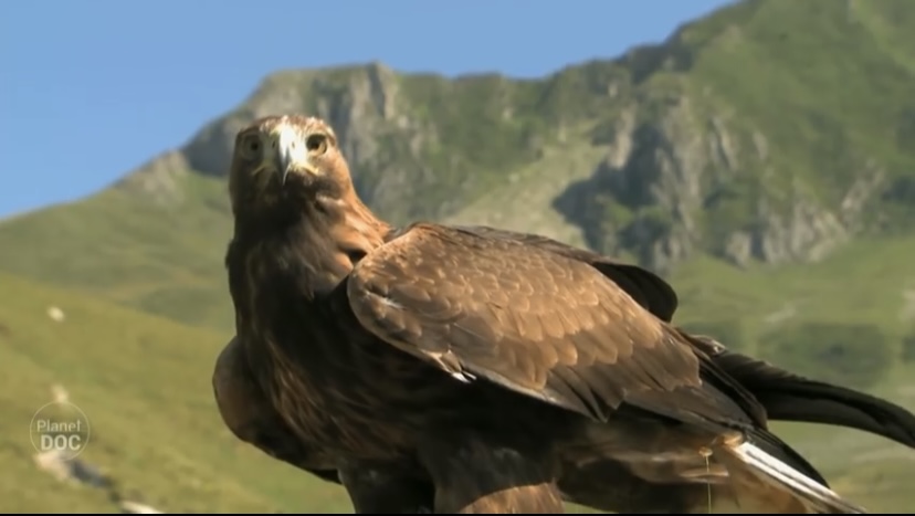 Wind turbines are killing thousands of Golden Eagles & ‘Green’ energy people don’t seem to care