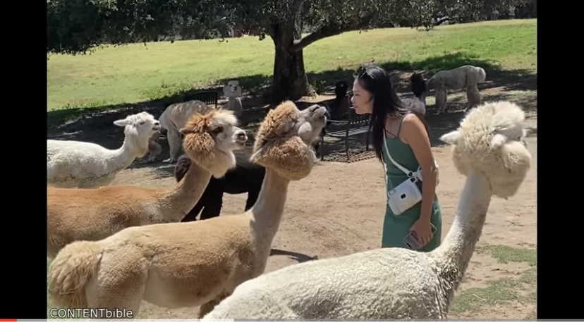 Woman learns why you shouldn’t try to kiss an Alpaca (Video)