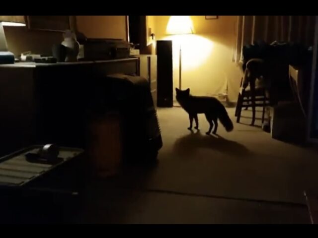 When a wild fox pops into your house for a visit (Video)