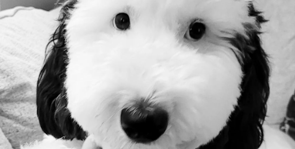 A Cute Animal Timeline Cleanser…Because We Need It