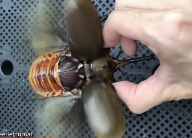 Damn! Look at the size of this giant beetle on Daily Dose! (video)