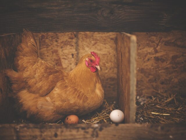 As the state shuts down small farms en masse in Oregon. Who’s next?