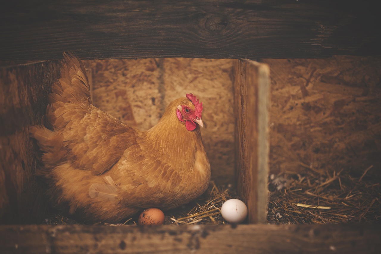 As the state shuts down small farms en masse in Oregon. Who’s next?