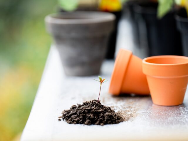 Are we supposed to stop backyard gardening?  (video)
