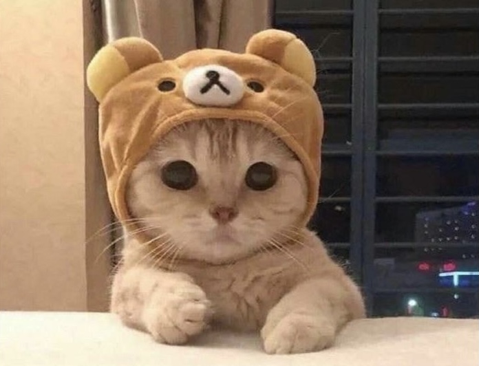 Haitians are eating people’s pets in Ohio. The internet reacts with kitten memes galore!