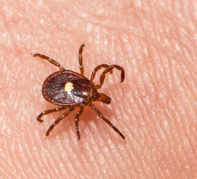 What comes after the Meat Allergy Tick? This is… concerning.
